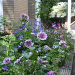 Meer bloemen in een stadstuin